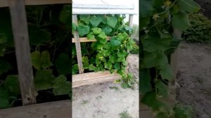 Автополив помидор и огурцов в бюджетном варианте своими руками.