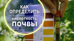 Как мгновенно определить кислотность почвы ? Элементарный способ. Сможет любой