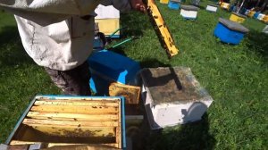 Хвосты после продажи пакетов  Раздаём маточники