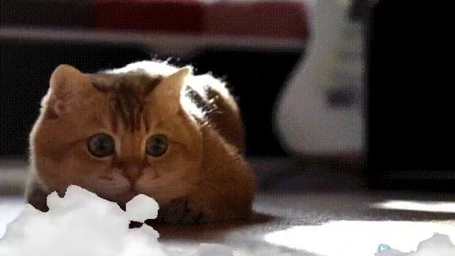 Добавить анимацию на фото смотреть онлайн