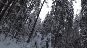 Охота , с русско пегой гончей 16.12.22