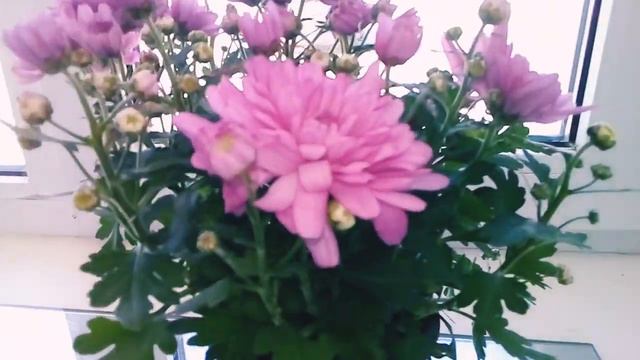 Купила себе радость ,а впридачу ...сюрприз...🙏 смотреть онлайн