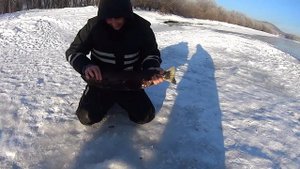 Зимний кижуч на реке Авача