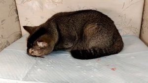 Роды шотландской кошки. Кошка скотиш страйт рожает 5 котят дома