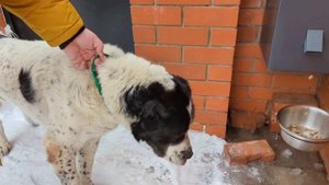 Автоматическая кормушка для собак.Отзыв.