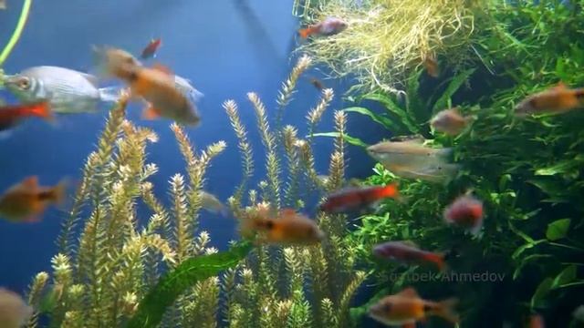 1 час расслабляющей музыки для сна, снятия стресса, бессонницы, успокаивающего и расслабляющего смотреть онлайн