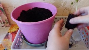 Баклажан Полосатик/перевалка/балконное выращивание/28.03.2022г