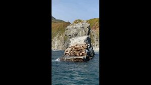 КАМЧАТКА МОРСКАЯ ПРОГУЛКА ПО ТИХОМУ ОКЕАНУ. Серфинг в Тихом океане.