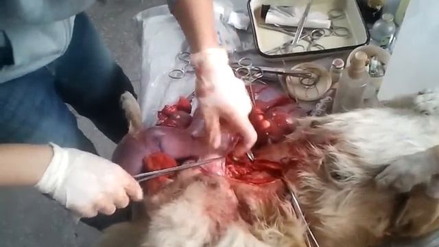 Стерелизация собаки