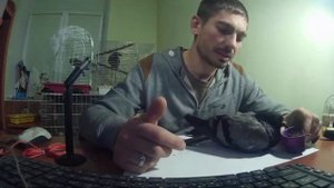 Голубь без хвоста, с перебитым крылом, и раненной лапкой. Пытаюсь спасти