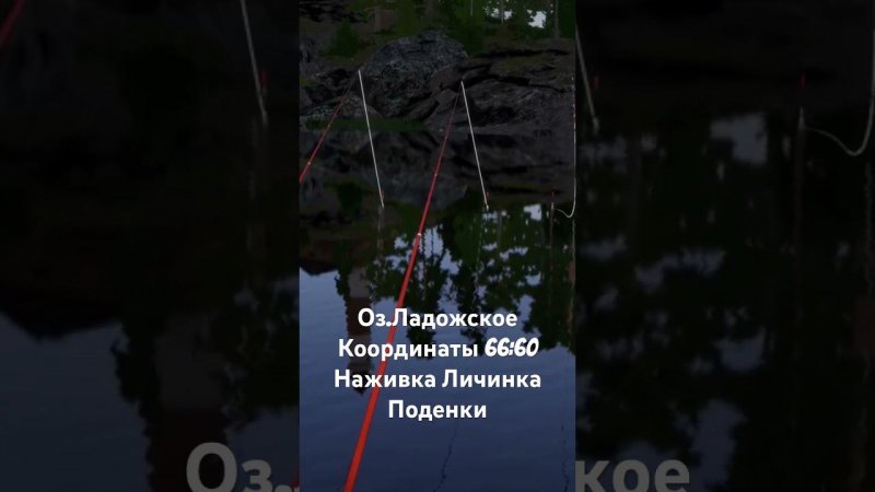 Трофейная Ряпушка Оз.Ладожское #рр4 #russianfishing4 #трофей #русскаярыбалка4 #комариное #extazz