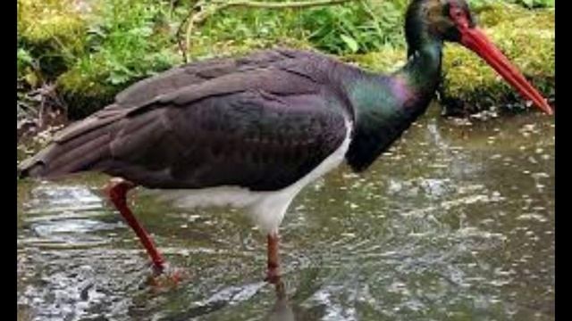 Чёрный Аист смотреть онлайн