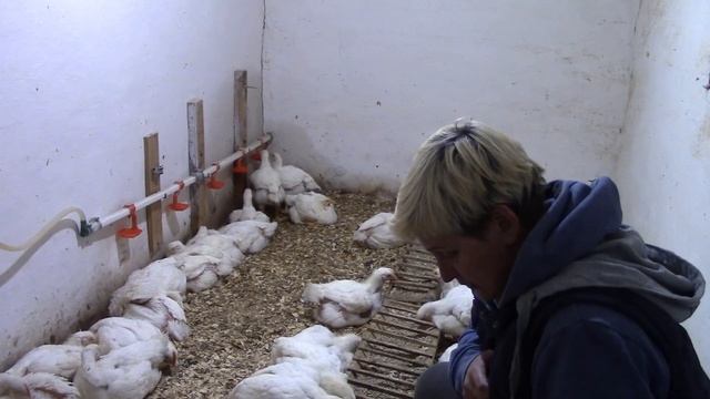 Бройлерам месяц, контрольное взвешивание, промежуточные итоги смотреть онлайн