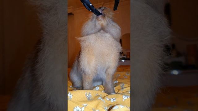 Львиноголовый КРОЛИК уничтожитель ВСЕГО? #bunny #rabbit #baby #cute #animal #funny #love #