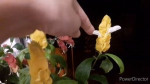 Цветут безпроблемно и пышно с весны до осени: белопероне, пахистахис, кроссандра, ахименес.