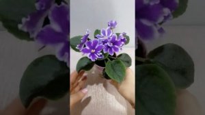 Фиалка стандартная НК-Бузок. Обзор.