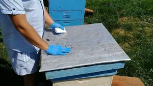 ?Самая главная обработка пчел от клеща! Вторая летняя обработка от варроатоза и акарапидоза