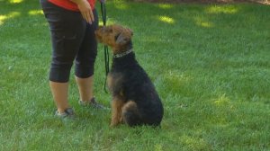 Super Pup "Dale" The Airedale 6 Months Obedience Protective Home Raised For Sale