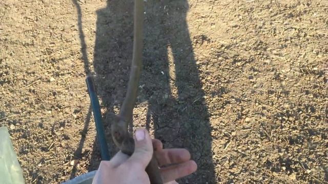 ГРЕЦКИЙ ОРЕХ. ПЕСЧАНСКИЙ ЛУЧШИЙ СОРТ ГРЕЦКОГО ОРЕХА? МОЙ ОРЕХОВЫЙ САД