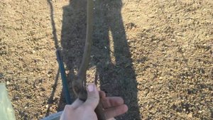 ГРЕЦКИЙ ОРЕХ. ПЕСЧАНСКИЙ ЛУЧШИЙ СОРТ ГРЕЦКОГО ОРЕХА? МОЙ ОРЕХОВЫЙ САД