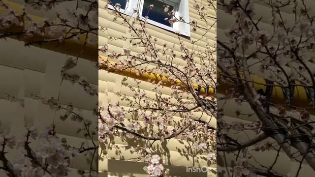 Пчелы развиваются. смотреть онлайн