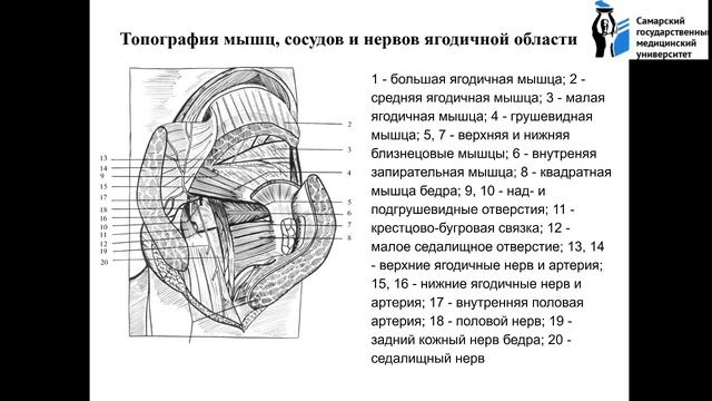 Вебинар "Хирургическая анатомия верхней и нижней конечностей"