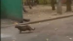 CATS musical Russian / Русская версия мюзикла CATS - 1/6