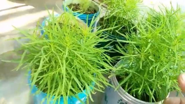 how to grow kochia plant! best summer plant #kochia #gardeningismysoul смотреть онлайн
