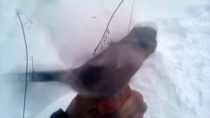 Серый сорокопут