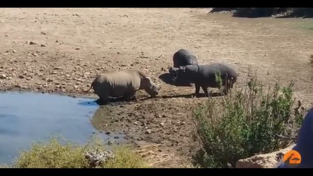 Носорог против бегемота смотреть онлайн