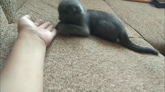 Глупый Шотландский котёнок смотреть онлайн