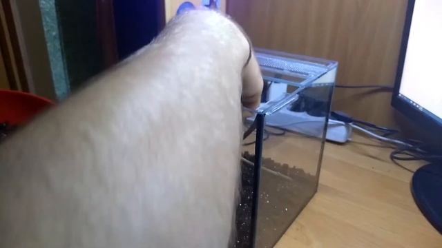 Pterinochilus murinus содержание дома! И пересадка! смотреть онлайн