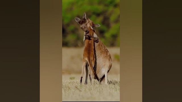 обнимашки