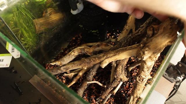 Редизайн аквариума на 20 литров. Коряги и немного растений смотреть онлайн