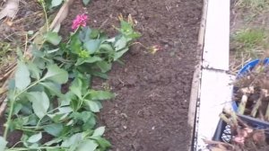 Как выкопать ,высушить и хранить гладиолусы.