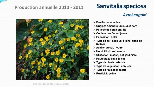 Sanvitalia speciosa Aztekengold: plante annuelle смотреть онлайн