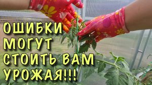 90% ДАЧНИКОВ ТЕРЯЮТ УРОЖАЙ из-за ЭТИХ ОШИБОК! Как ПРАВИЛЬНО подвязывать ТОМАТЫ в ТЕПЛИЦЕ