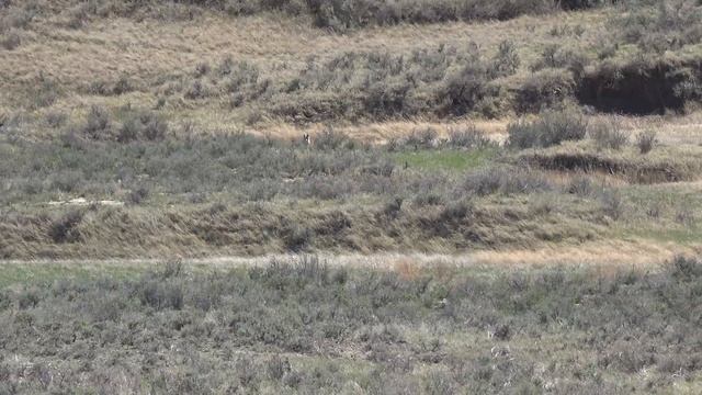21 Coyotes Down (300 HAM'R AR-15 Suppressed) Epic Daytime Coyote Hunting смотреть онлайн