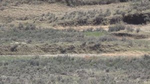 21 Coyotes Down (300 HAM'R AR-15 Suppressed) Epic Daytime Coyote Hunting