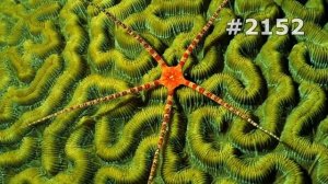 #2152. Морские звезды (В мире животных)