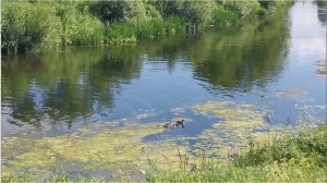 Утка с утятами на реке. Дикая утка учит утят добывать себе еду.
