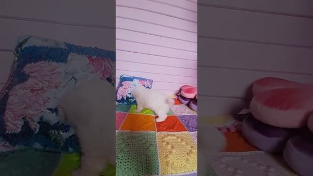 Щенки Бишон фризе, новый летний помет. смотреть онлайн