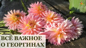 САМЫЕ красивые георгины / Всё о хранении, делении и посадке георгин