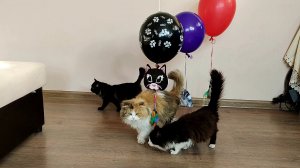 Комната с котятами и воздушными шарами.