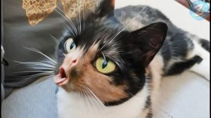 Приколы, смешные животные, FUNNY ANIMALS VIDEOS