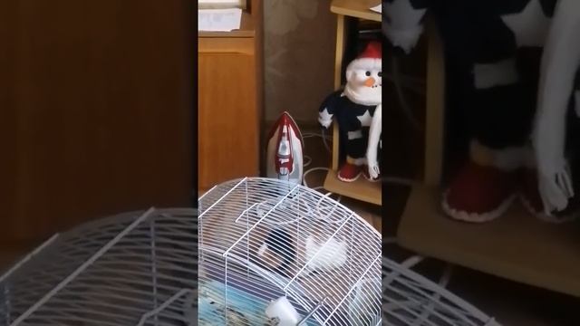 #Морскаясвинка поёт-свистит как птица? #guineapig #грызуны #домашниеживотные #пение