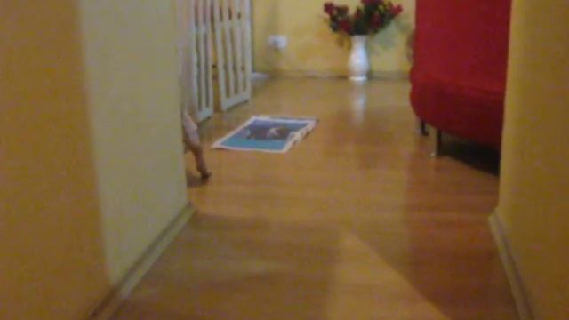 Amy 3 meses - Sharpei ¹ смотреть онлайн