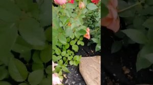 лилия, клематис.