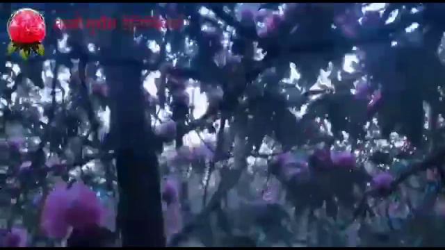 Rhododendron Arboreum is national flower of Nepal ! смотреть онлайн