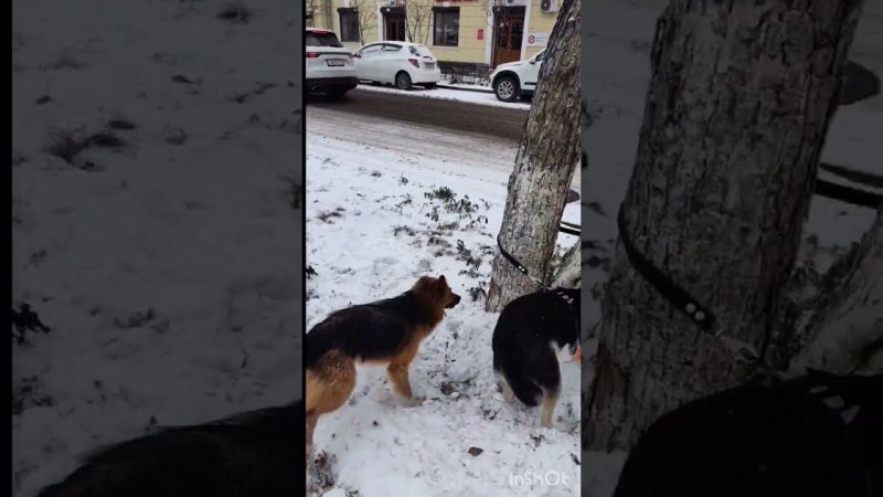 Собачьи игры по первому снегу #собака #животные #shorts #shortvideo